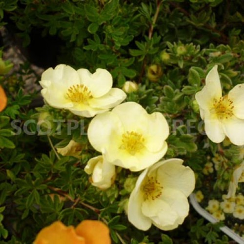 Potentilla Elizabeth Yellow Flowers | ScotPlants Direct